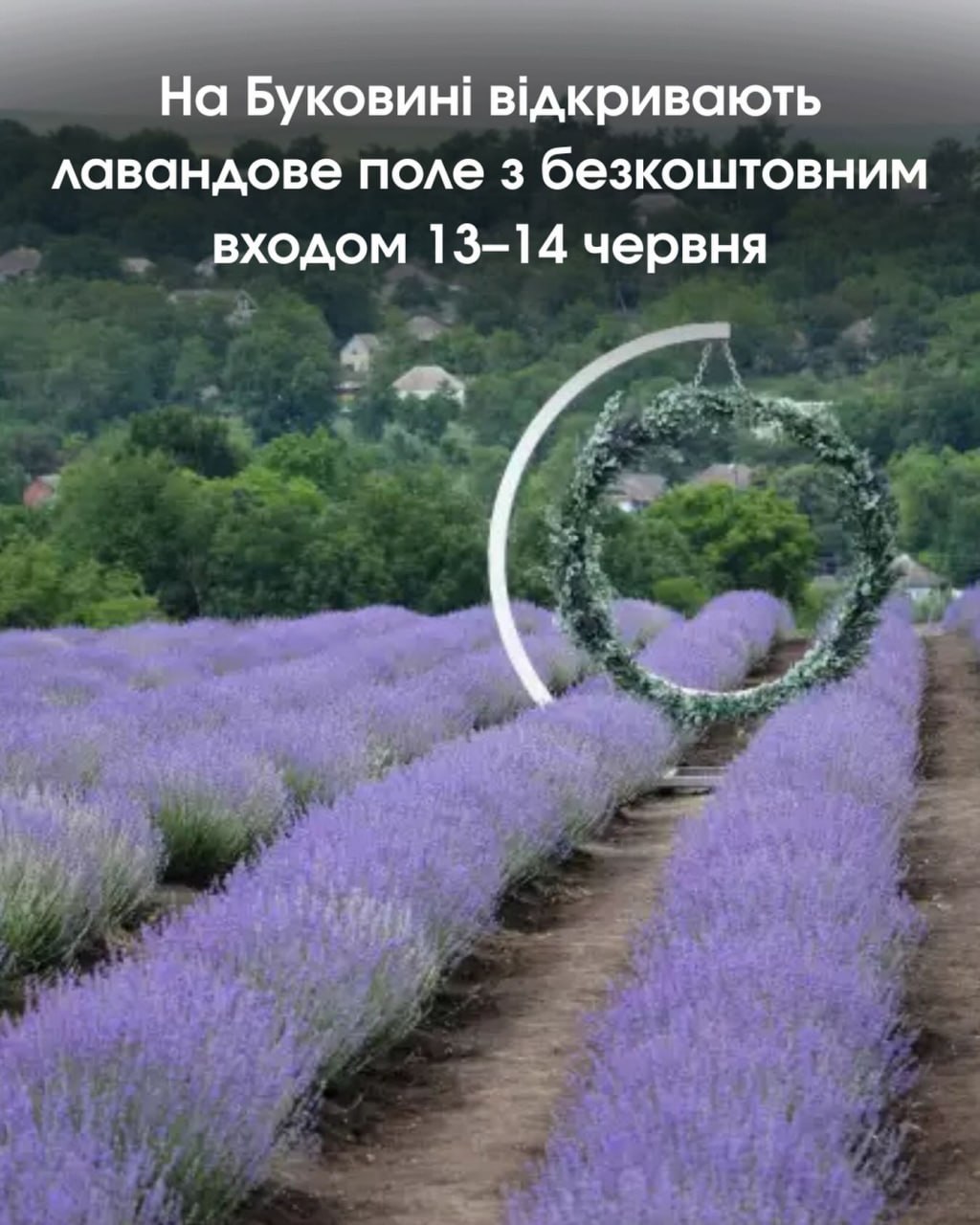 Відкриття лавандового поля та фестиваль "Лавандова мрія"!