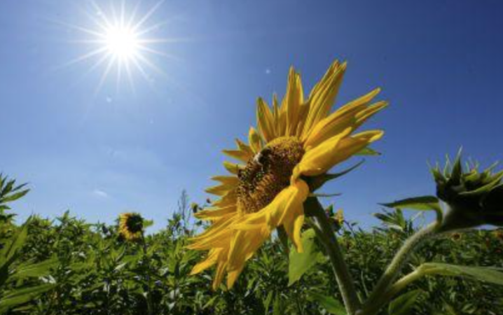 Завтра у Чернівцях і області — сонячна погода з температурою 25–30°C