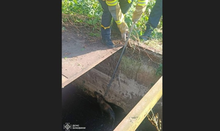 У Чернівцях врятували собаку з глибокої ями, у Вижниці вилучили плазуна